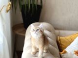A Kali̇te Bri̇ti̇sh Shorthai̇r Golden Yavrum
