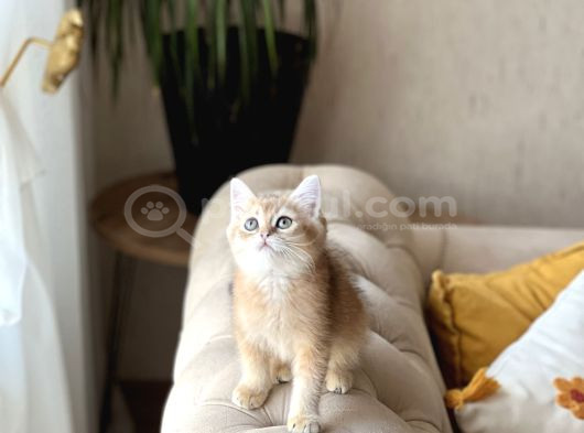 A Kali̇te Bri̇ti̇sh Shorthai̇r Golden Yavrum görsel