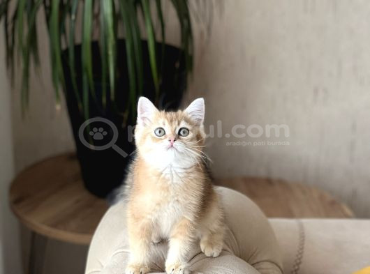 A Kali̇te Bri̇ti̇sh Shorthai̇r Golden Yavrum