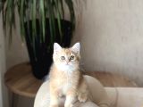 A Kali̇te Bri̇ti̇sh Shorthai̇r Golden Yavrum