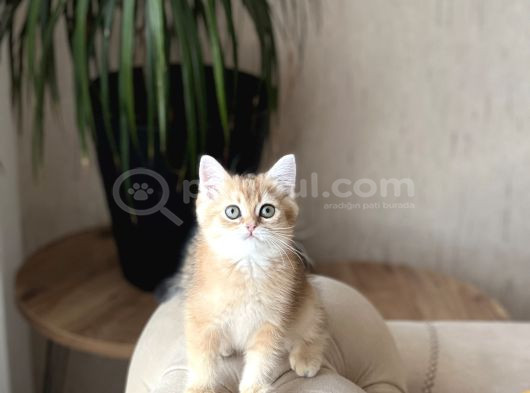 A Kali̇te Bri̇ti̇sh Shorthai̇r Golden Yavrum görsel