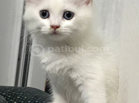 Beyaz Yavru Kediler Dişi Erkek Düzce