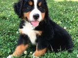 Dişi Erkek Bernese Yavrularımız