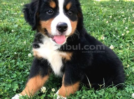 Dişi Erkek Bernese Yavrularımız görsel