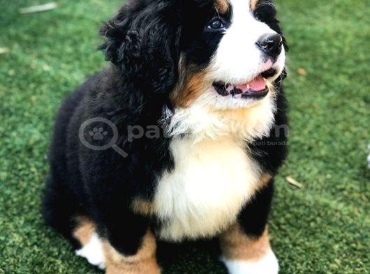 Dişi Erkek Bernese Yavrularımız görsel
