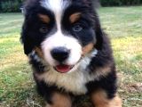 Dişi Erkek Bernese Yavrularımız