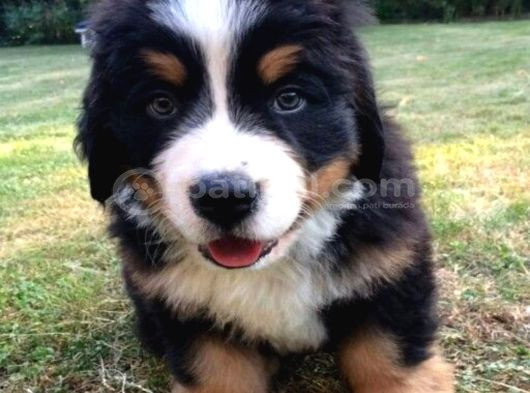 Dişi Erkek Bernese Yavrularımız görsel