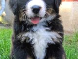 Dişi Erkek Bernese Yavrularımız