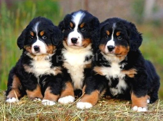 Dişi Erkek Bernese Yavrularımız