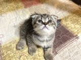 Scottish Fold Dişi 2 Aylık