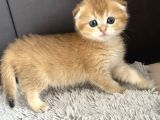 Saf Kan Scottish Fold Golden