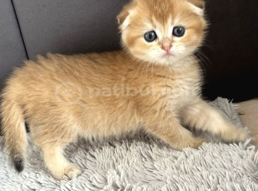 Saf Kan Scottish Fold Golden görsel