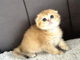 Saf Kan Scottish Fold Golden