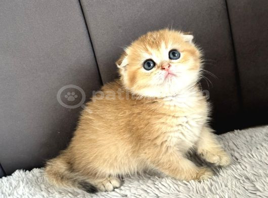 Saf Kan Scottish Fold Golden görsel