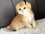 Saf kan Scottish fold golden