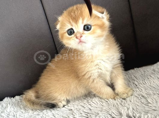 Saf Kan Scottish Fold Golden