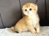 Saf Kan Scottish Fold Golden
