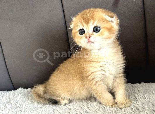 Saf Kan Scottish Fold Golden görsel