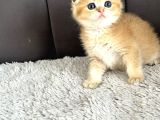 Saf Kan Scottish Fold Golden