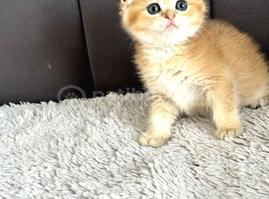 Saf Kan Scottish Fold Golden görsel