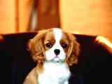 CAVALIER KİNG CHARLES YAVRULAR