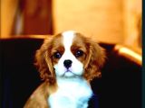 Cavalier Ki̇ng Charles Yavrular
