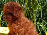 Mükemmel En Özel Toy Poodle Yavrular