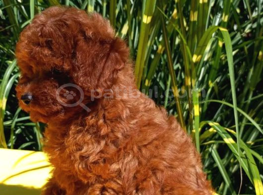 Mükemmel En Özel Toy Poodle Yavrular görsel