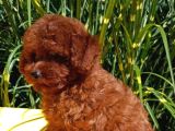 Mükemmel En Özel Toy Poodle Yavrular