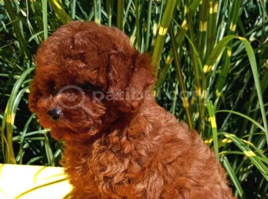 Mükemmel En Özel Toy Poodle Yavrular görsel