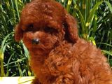 Mükemmel En Özel Toy Poodle Yavrular