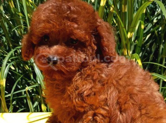 Mükemmel En Özel Toy Poodle Yavrular görsel