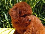Mükemmel En Özel Toy Poodle Yavrular