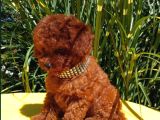 Mükemmel en özel toy poodle yavrular