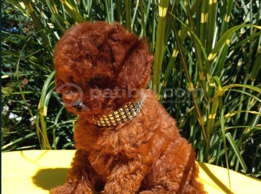 Mükemmel en özel toy poodle yavrular