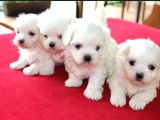En Özel Maltese Yavarular