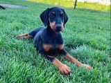 Efsane güzellikte doberman yavrular