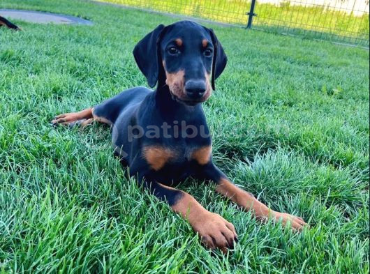 Efsane Güzellikte Doberman Yavrular