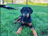 Efsane Güzellikte Doberman Yavrular