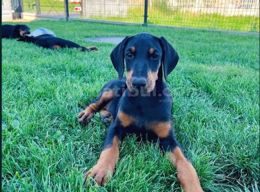 Efsane Güzellikte Doberman Yavrular görsel