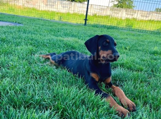 Efsane Güzellikte Doberman Yavrular görsel