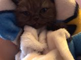 Nadir Bulunan Cinnamon British Shorthair