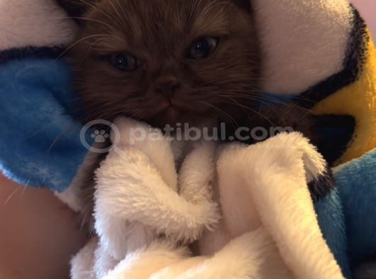 Nadir Bulunan Cinnamon British Shorthair görsel