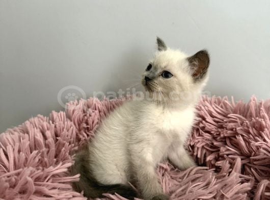 Ev Ortamından Blue Point British Yavrularımız görsel