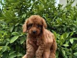 SAF KAN YÜKSEK KALİTE TOY POODLE YAVRULARIMIZ