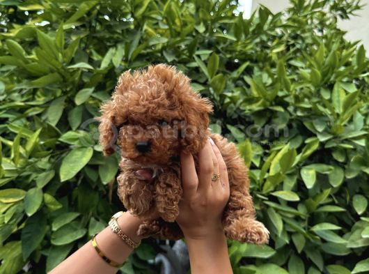 Saf Kan Yüksek Kali̇te Toy Poodle Yavrularimiz görsel