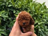 Saf Kan Yüksek Kali̇te Toy Poodle Yavrularimiz