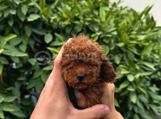 Saf Kan Yüksek Kali̇te Toy Poodle Yavrularimiz görsel
