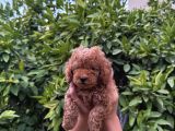 Saf Kan Yüksek Kali̇te Toy Poodle Yavrularimiz