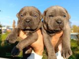Dev Cane Corso Yavrular